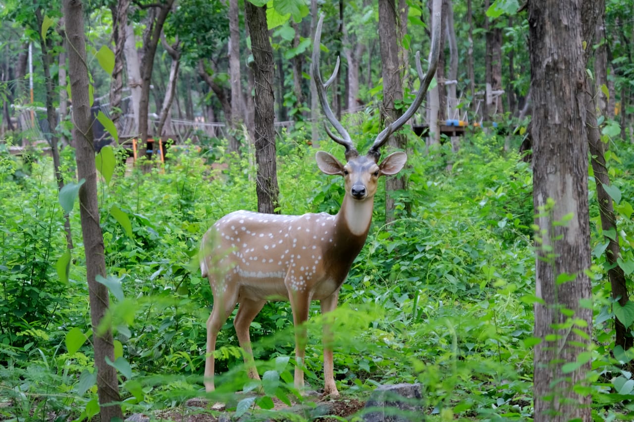 Sudarshan  Powder 